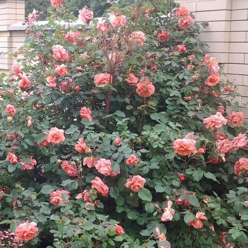 Diszkrét illatú rózsa - Rózsa - Alibaba ® - Online rózsa vásárlás